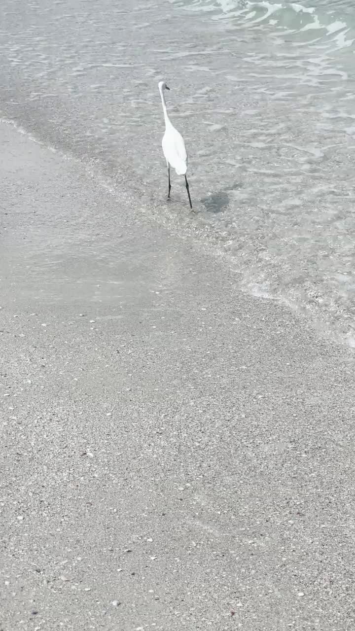 自由飞翔的沙滩小鸟视频素材