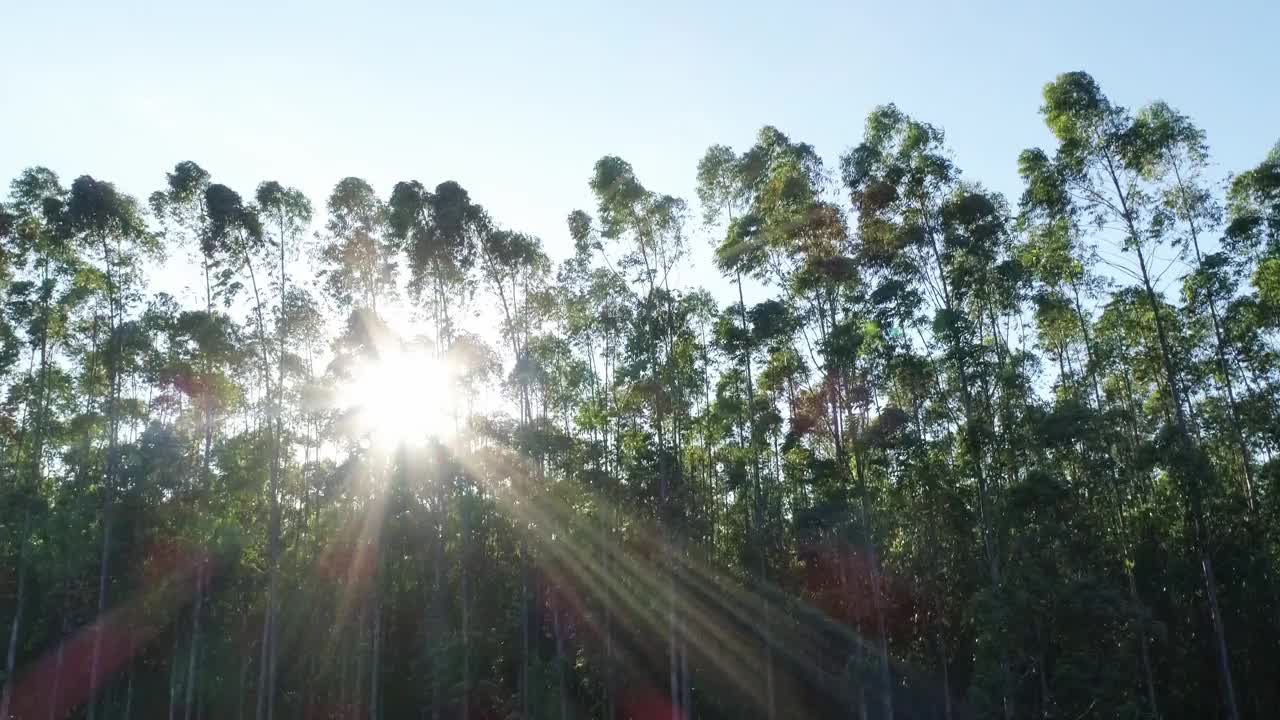 巴西的桉树种植园。纤维素纸农业。视频素材