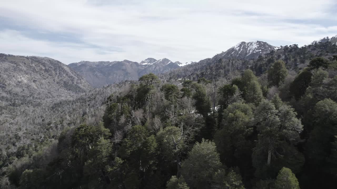 雪山山坡上的阿劳卡里亚森林视频素材