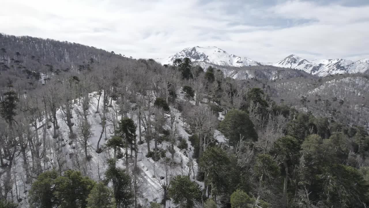 雪山山坡上的森林视频素材