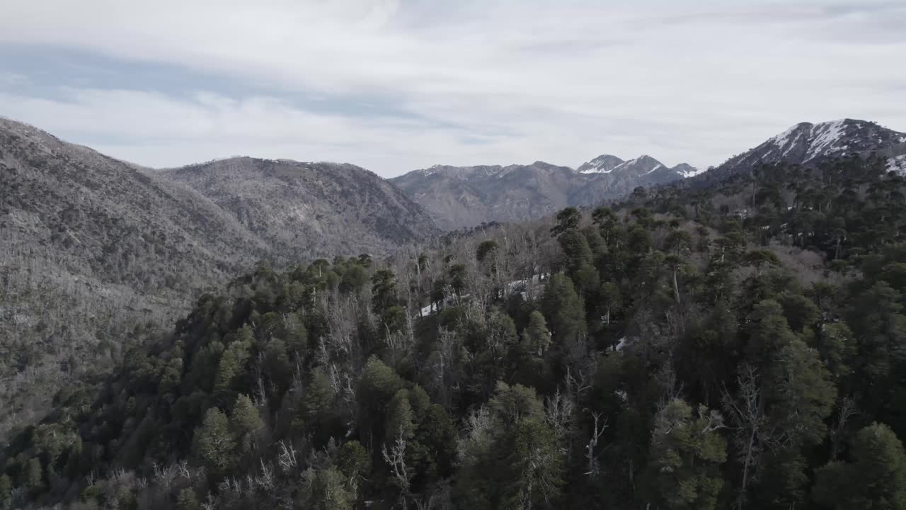 雪山山坡上的阿劳卡里亚森林视频素材