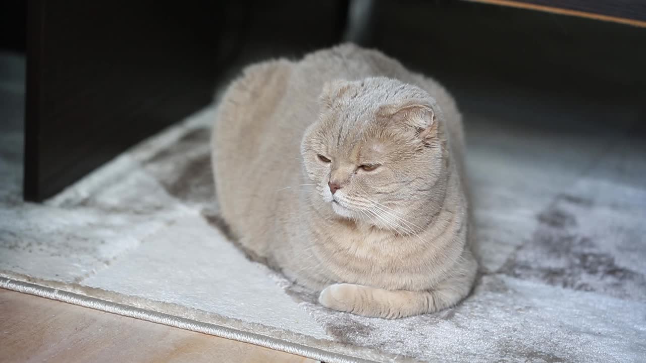 可爱好奇的苏格兰折猫在家里松软的地毯上放松，特写肖像视频素材