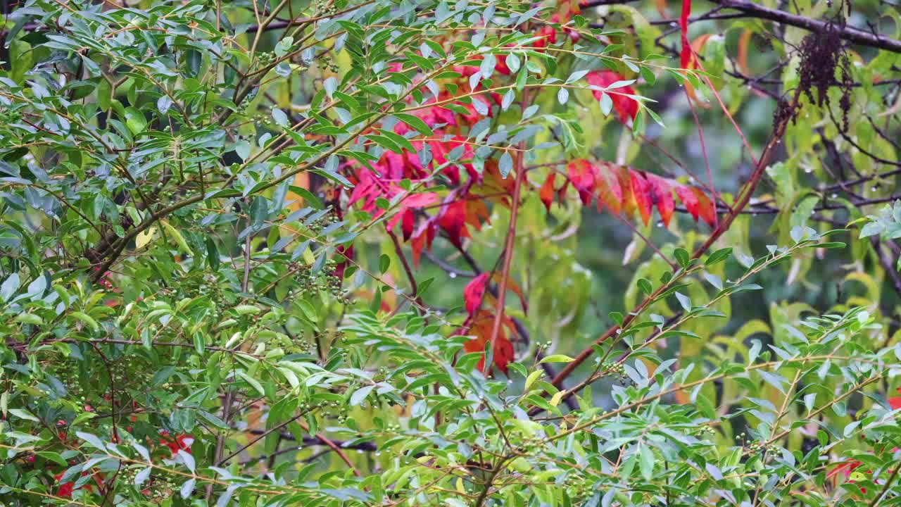 雨落在北卡罗莱纳的秋天树叶上视频素材