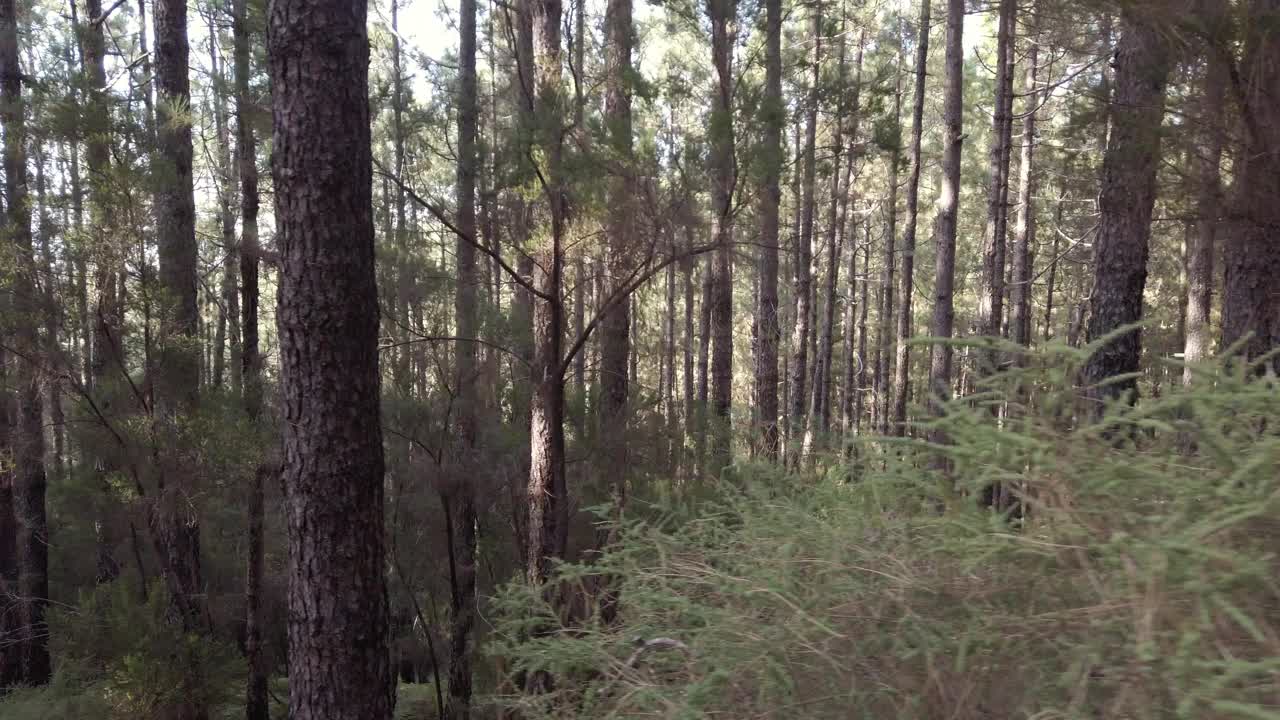 森林景观在慢动作-移动在针叶林在一个夏天的一天视频素材