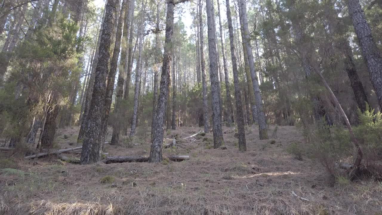 森林景观在慢动作-移动在针叶林在一个夏天的一天视频素材