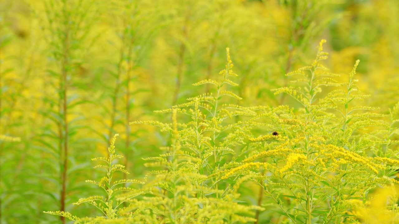 黄色的黄花，一枝黄花。加拿大秋麒麟草属植物视频素材