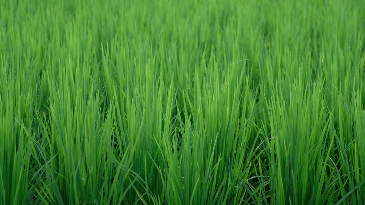 绿色稻田的特写视频素材