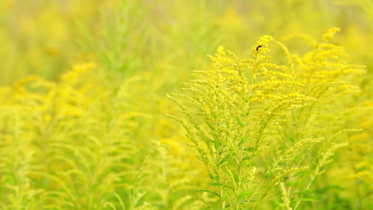 盛开的一枝黄花。是昆虫花蜜和花粉的重要来源视频素材