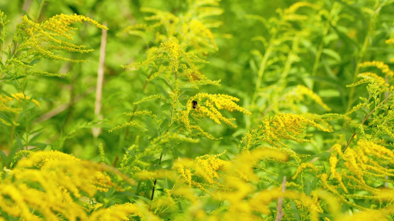 夏天花园里的黄色加拿大一枝黄花。大黄蜂收集花蜜视频素材