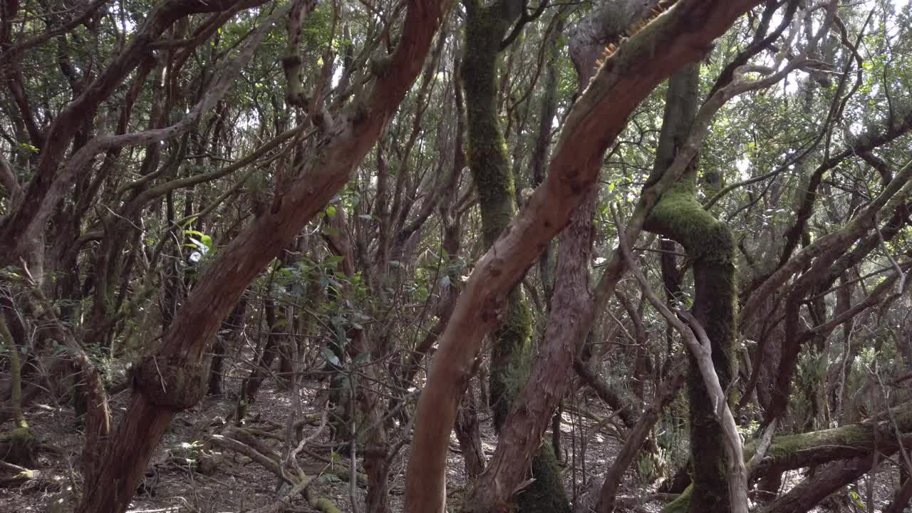 森林茂密、月桂树茂密的阿那加乡村公园——潮湿的野生自然视频素材