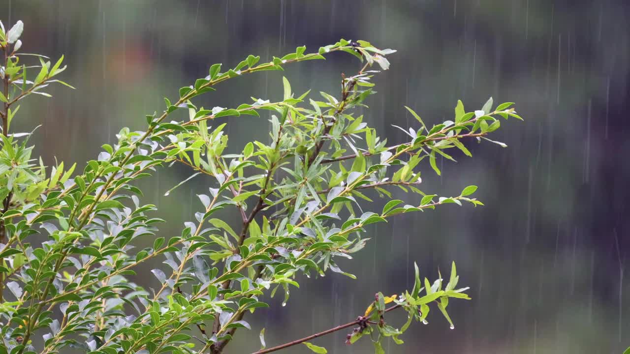 秋天的雨落在北卡罗莱纳的树枝上视频素材