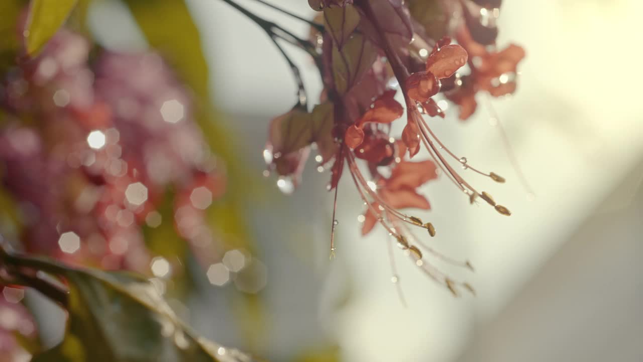 慢动作微距摄影五彩缤纷的花和雨点鲜明的色彩和对比视频下载