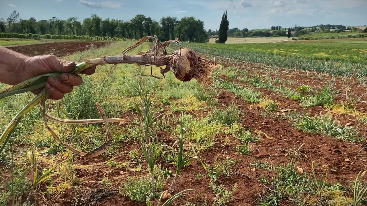 Farmer展示了一个刚摘下来的洋葱视频下载