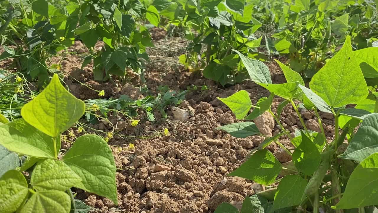 种植绿色园林植物视频下载