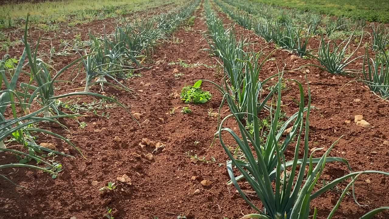 蔬菜排着队等着摘视频下载