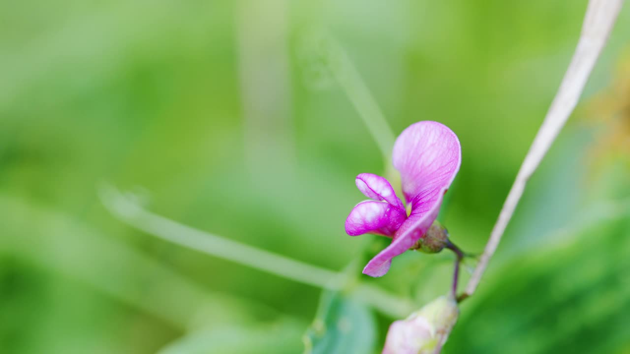 桔梗与自然背景。近距离视频素材