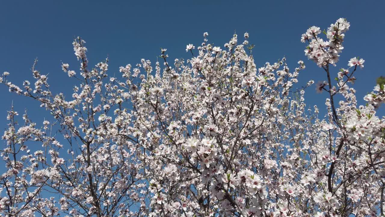 杏花花园视频素材