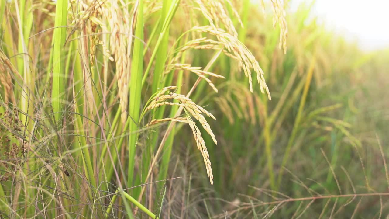 农田水稻收获视频素材