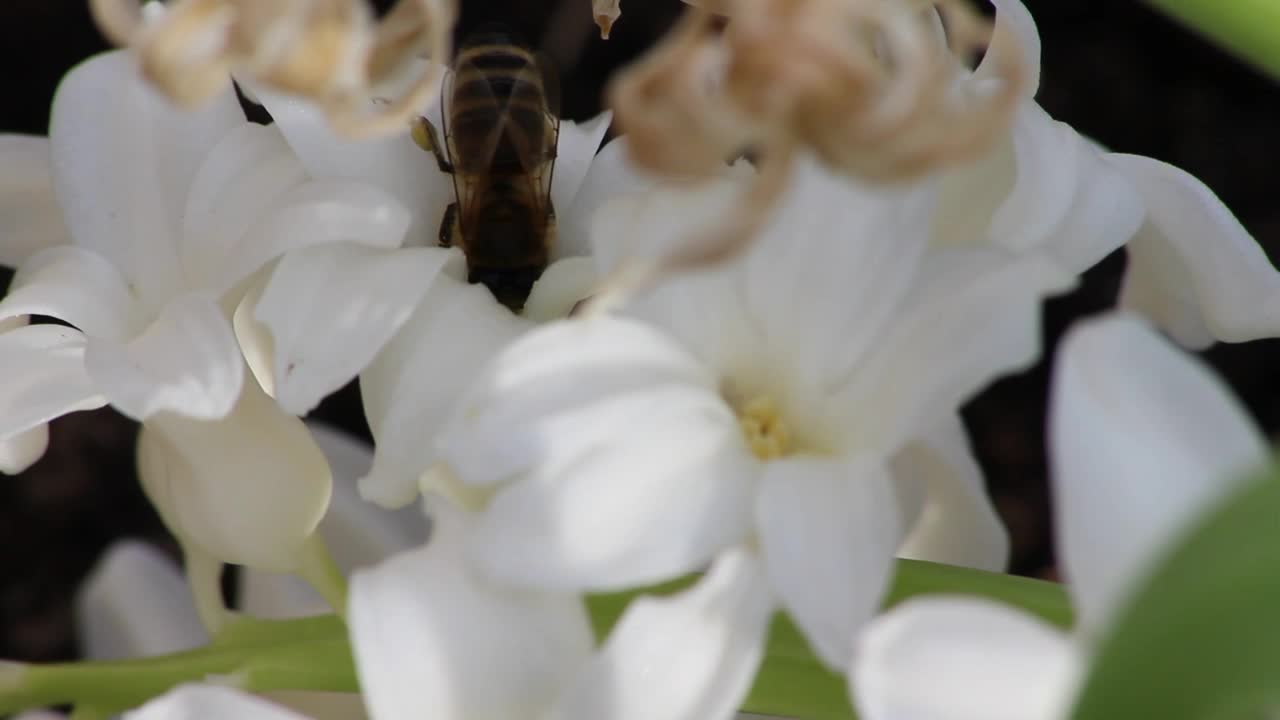 蜜蜂在夏天从白花上采集花粉视频素材