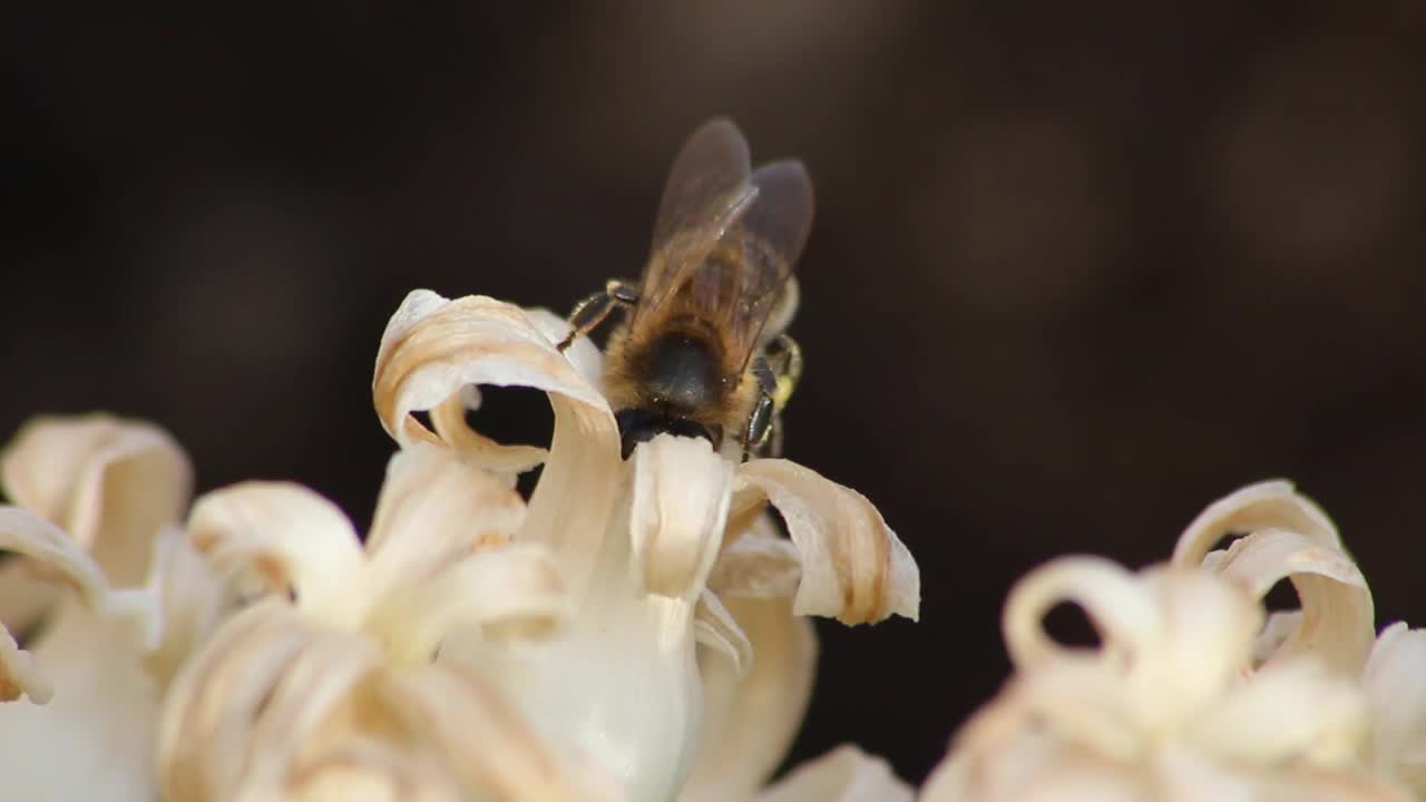 蜜蜂在夏天从白花上采集花粉视频下载