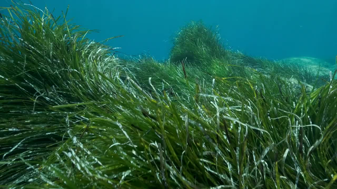 郁郁葱葱的海草，上青色的海水背景。相机向前移动在绿色海草地中海绦草或海王星草(Posidonia)。4K - 60帧。塞浦路斯视频素材