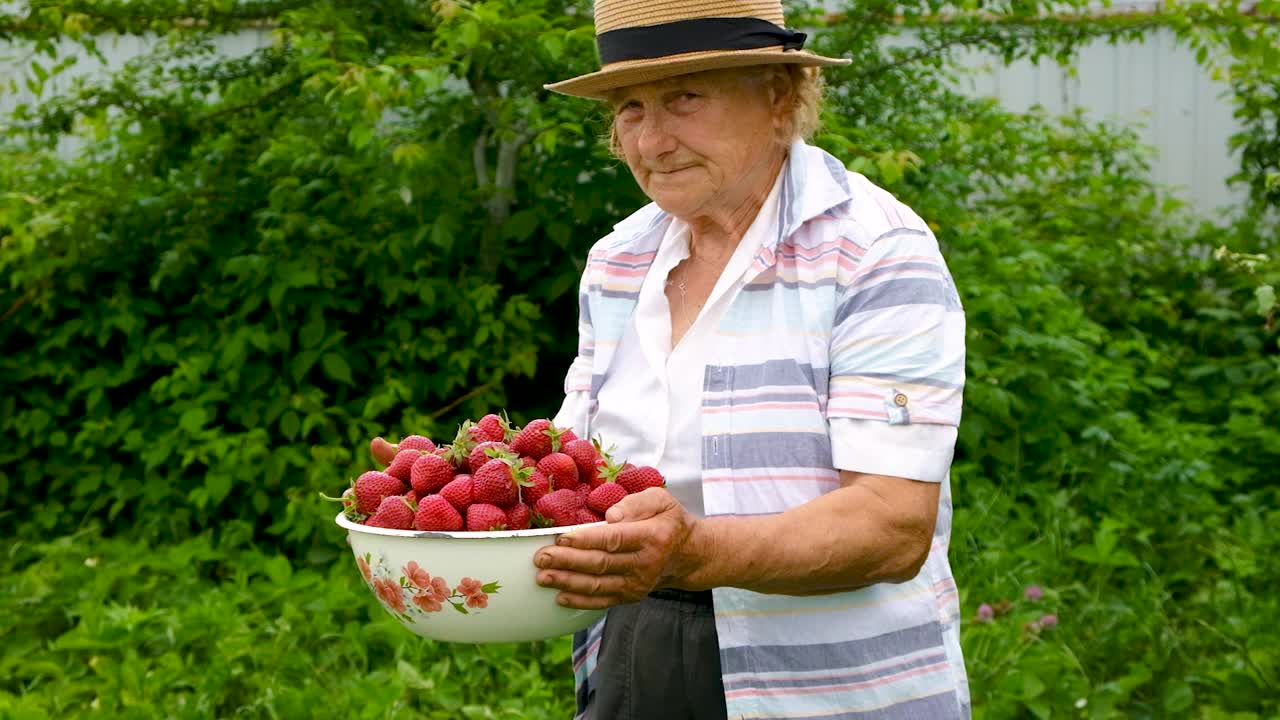 奶奶在花园里收割自制的草莓。有选择性的重点。视频素材