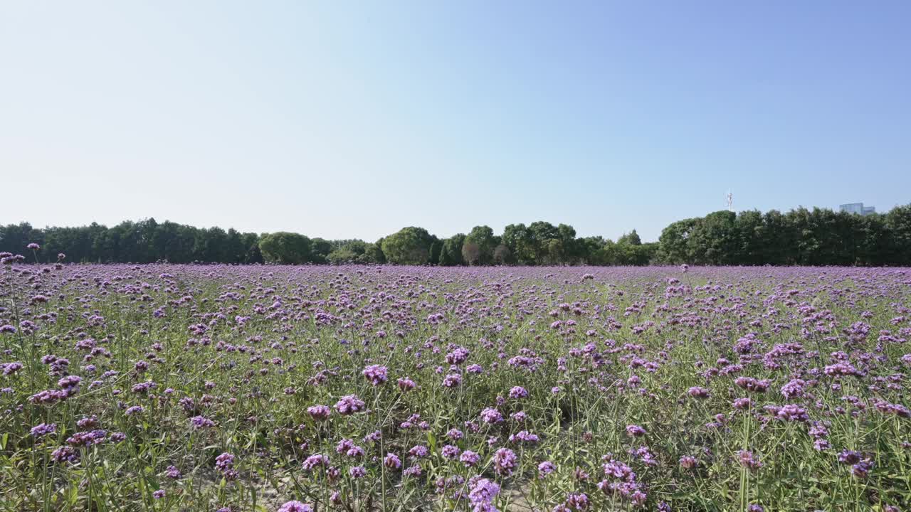 紫色的花朵,马鞭草视频素材