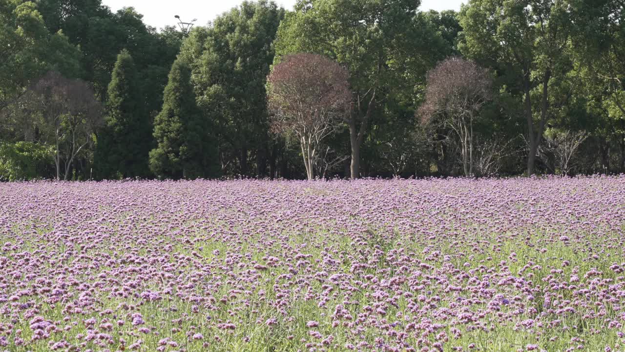 紫色的花朵,马鞭草视频素材