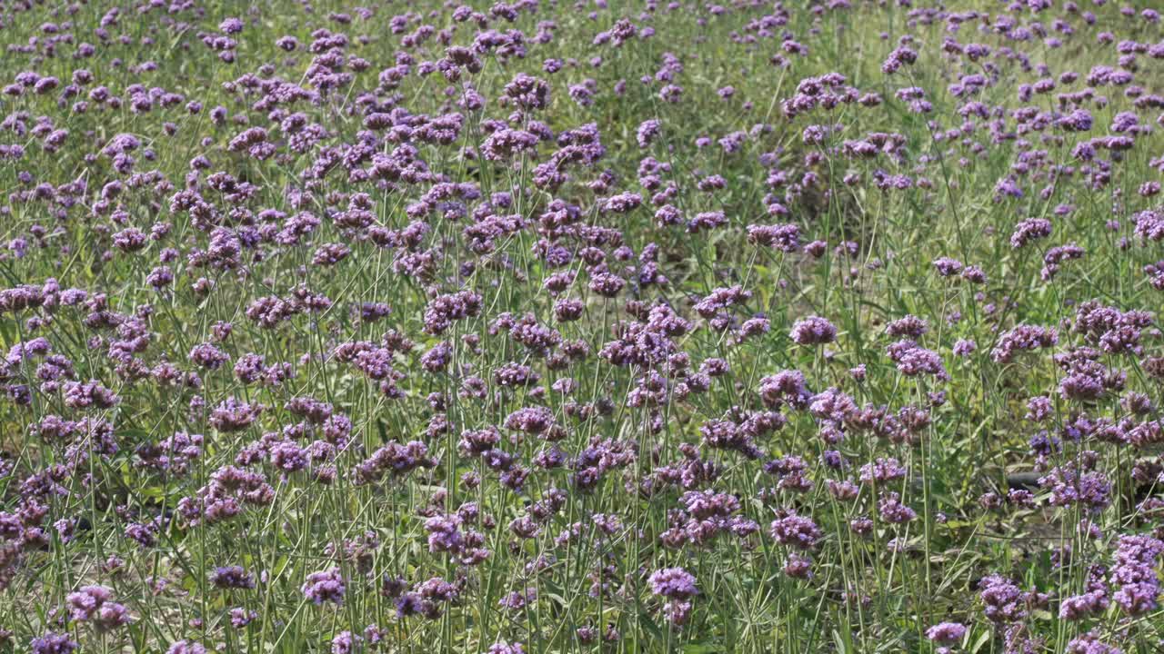 紫色的花朵,马鞭草视频素材