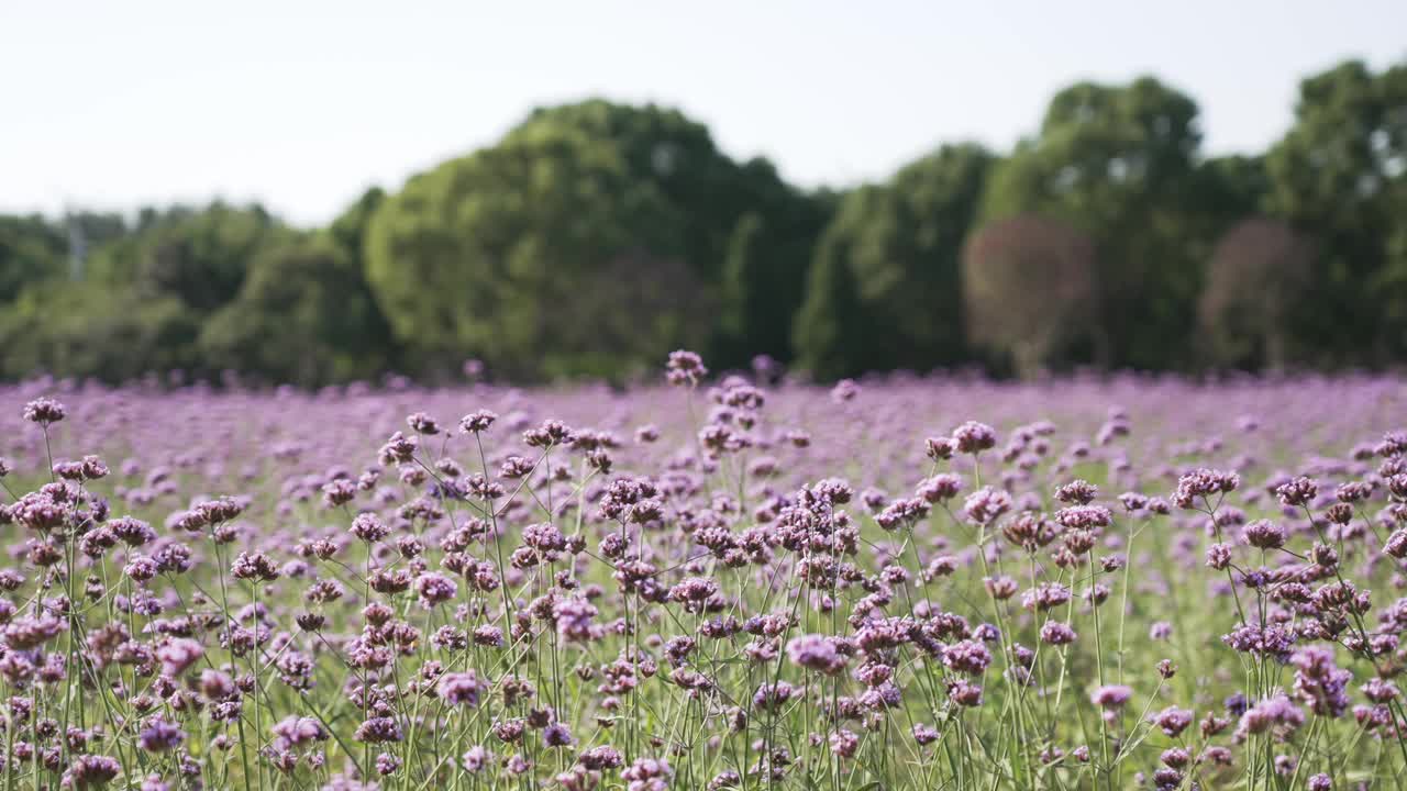 紫色的花朵,马鞭草视频素材