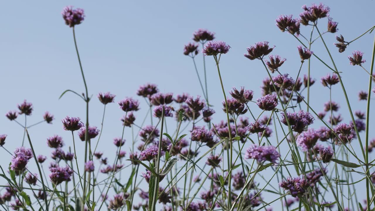 紫色的花朵,马鞭草视频素材