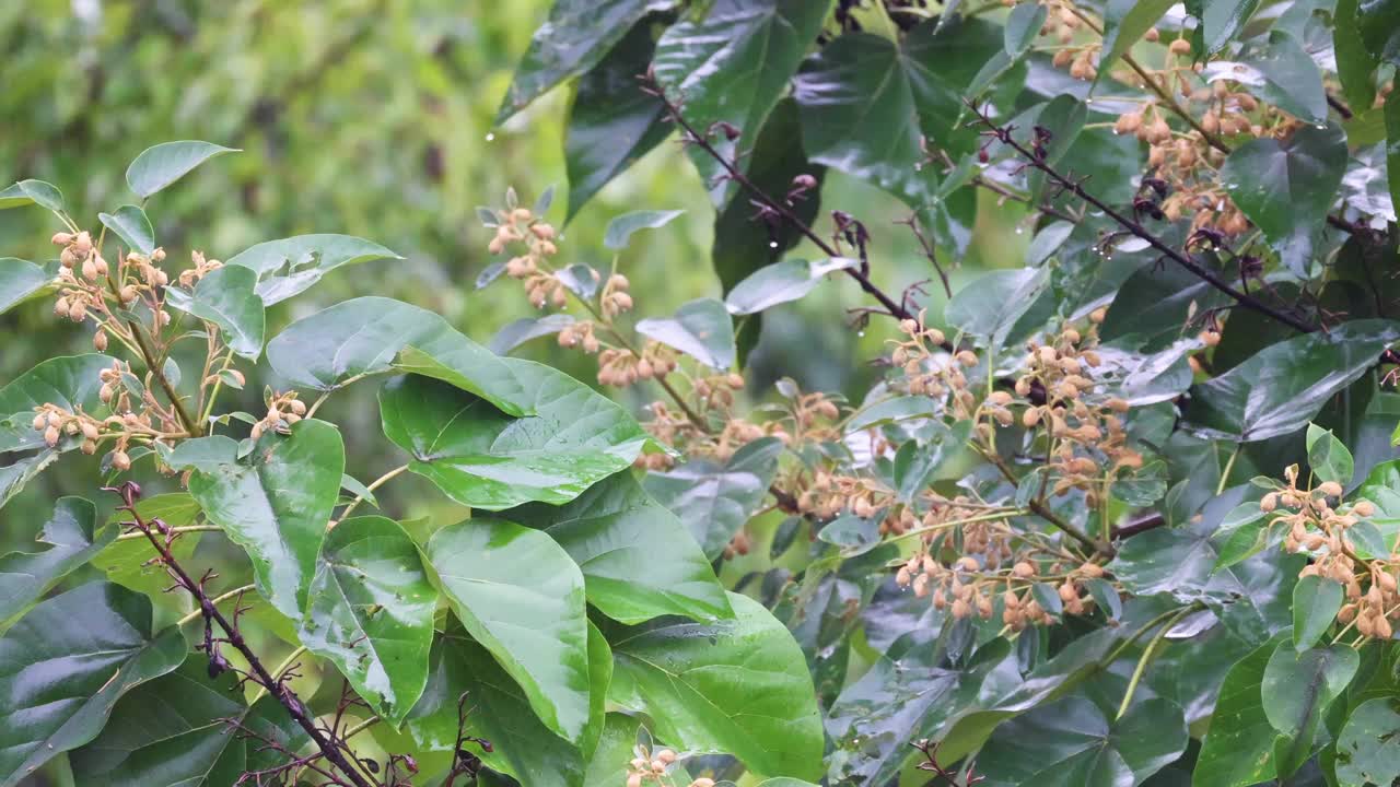 北卡罗来纳州树林里的第一场秋雨视频素材