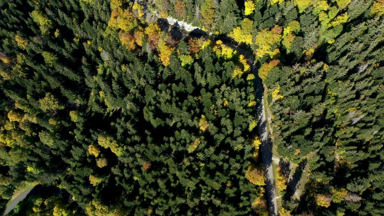 俯瞰高山森林的无人机视野。视频素材