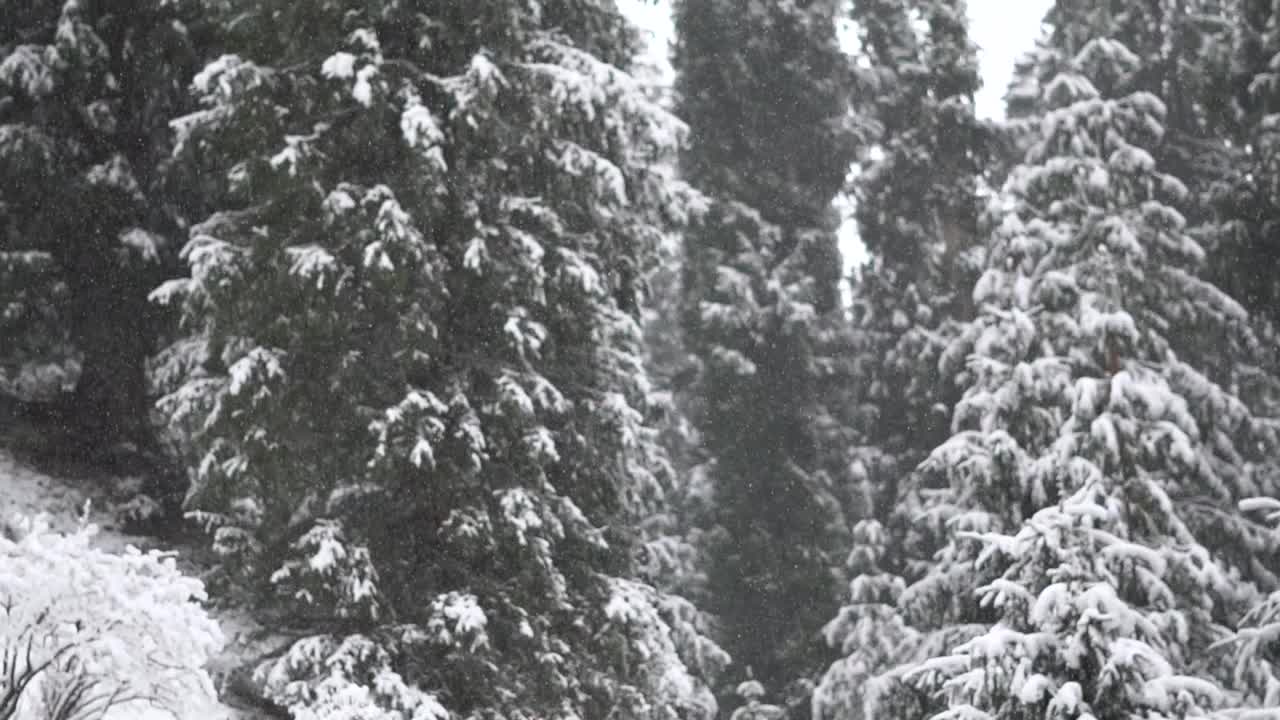 在印度喜马偕尔邦的马纳里，冬天下雪时，森林中被雪覆盖的松树的景色。冬天森林里的雪。视频素材