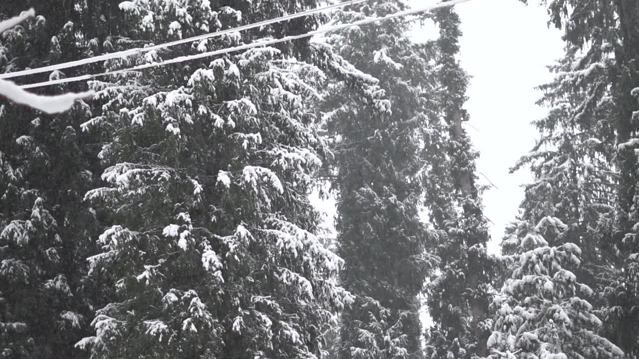 在印度喜马偕尔邦的马纳里，冬天下雪时，森林中被雪覆盖的松树的景色。冬天森林里的雪。视频素材