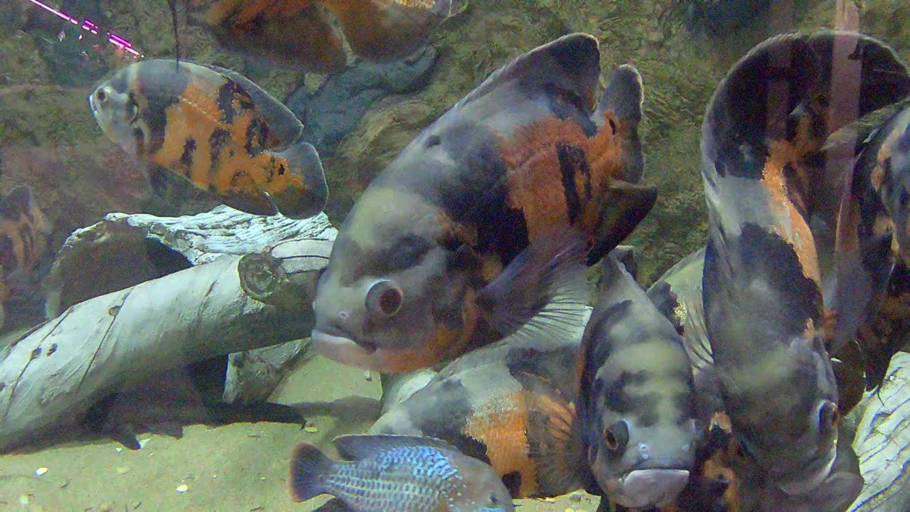 水族馆里的珍奇鱼视频素材