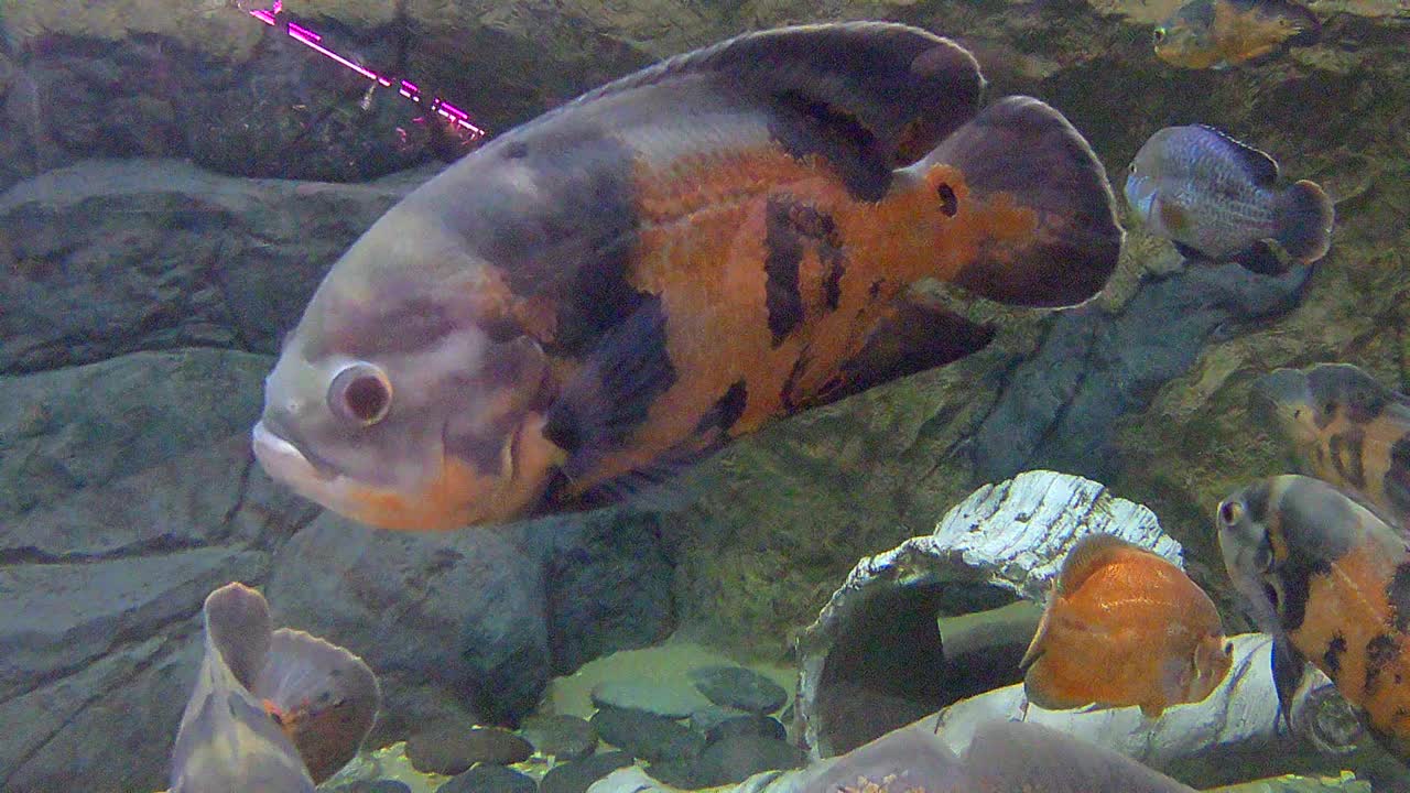 水族馆里的珍奇鱼视频素材