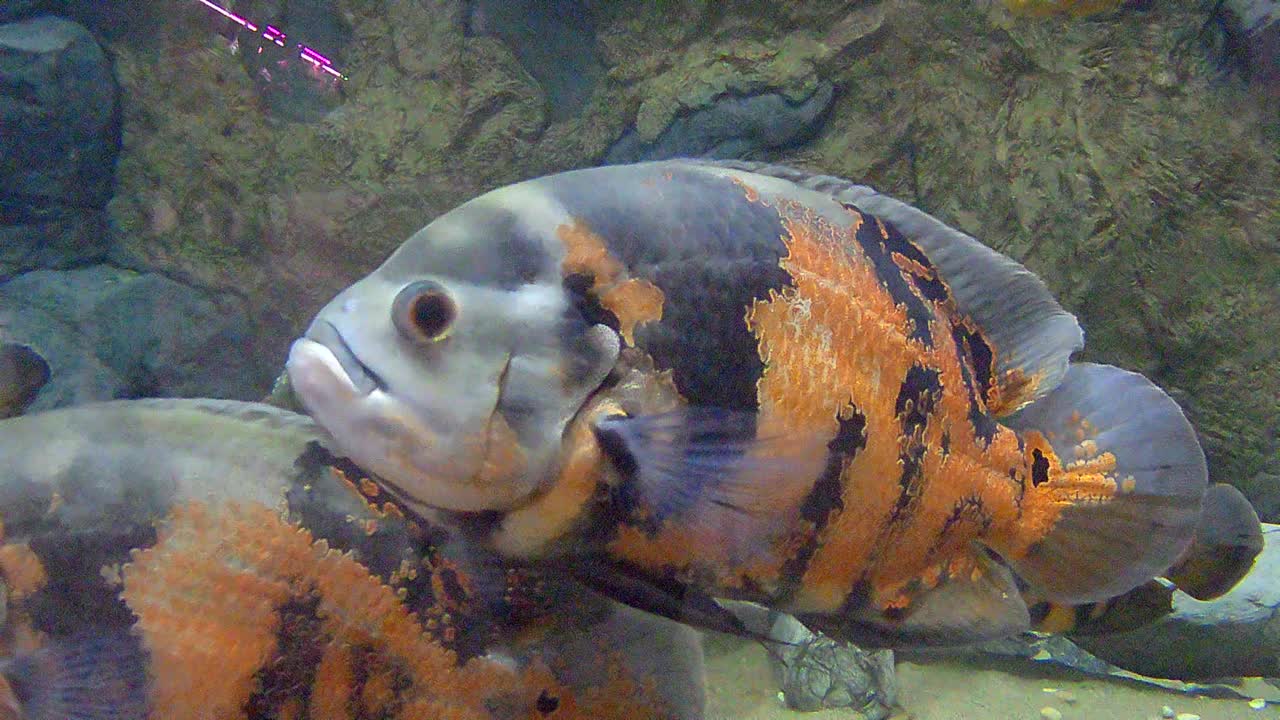 水族馆大鱼。视频素材