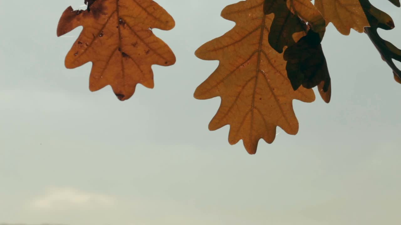 在模糊的背景上，一根黄色树叶在风中摇曳的树枝。自然秋天背景。视频素材