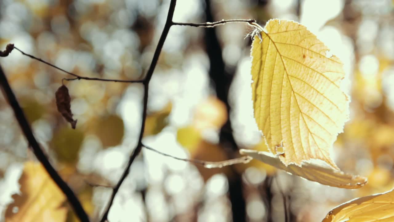 黄色的树叶和模糊的背景。自然秋天背景。树枝上季节性的叶子在阳光下随风摇曳。视频素材