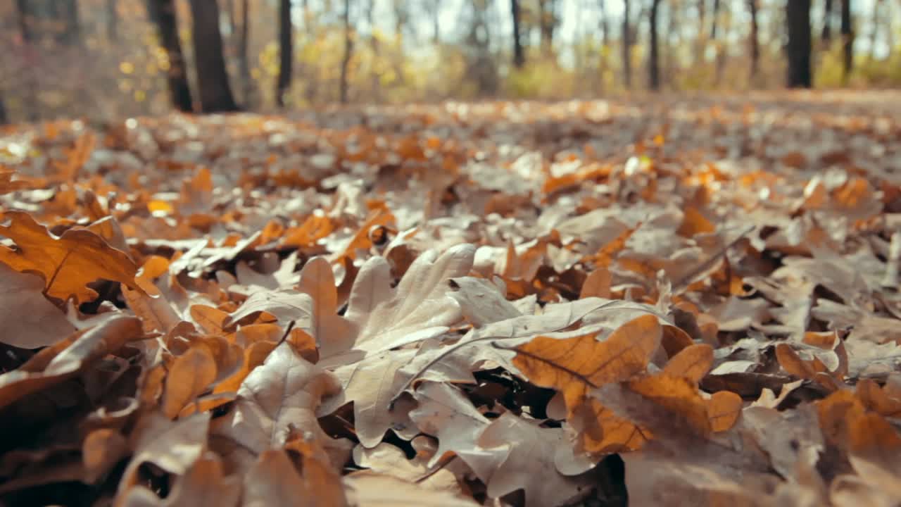 褐色的秋天橡树叶落在森林的地面上。黄色的树叶和模糊的背景。自然秋天背景。视频素材