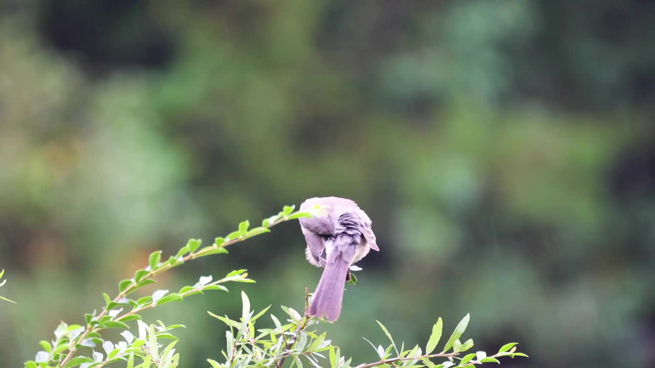 下雨天，反舌鸟在北卡罗来纳州的灌木丛上整理羽毛视频素材