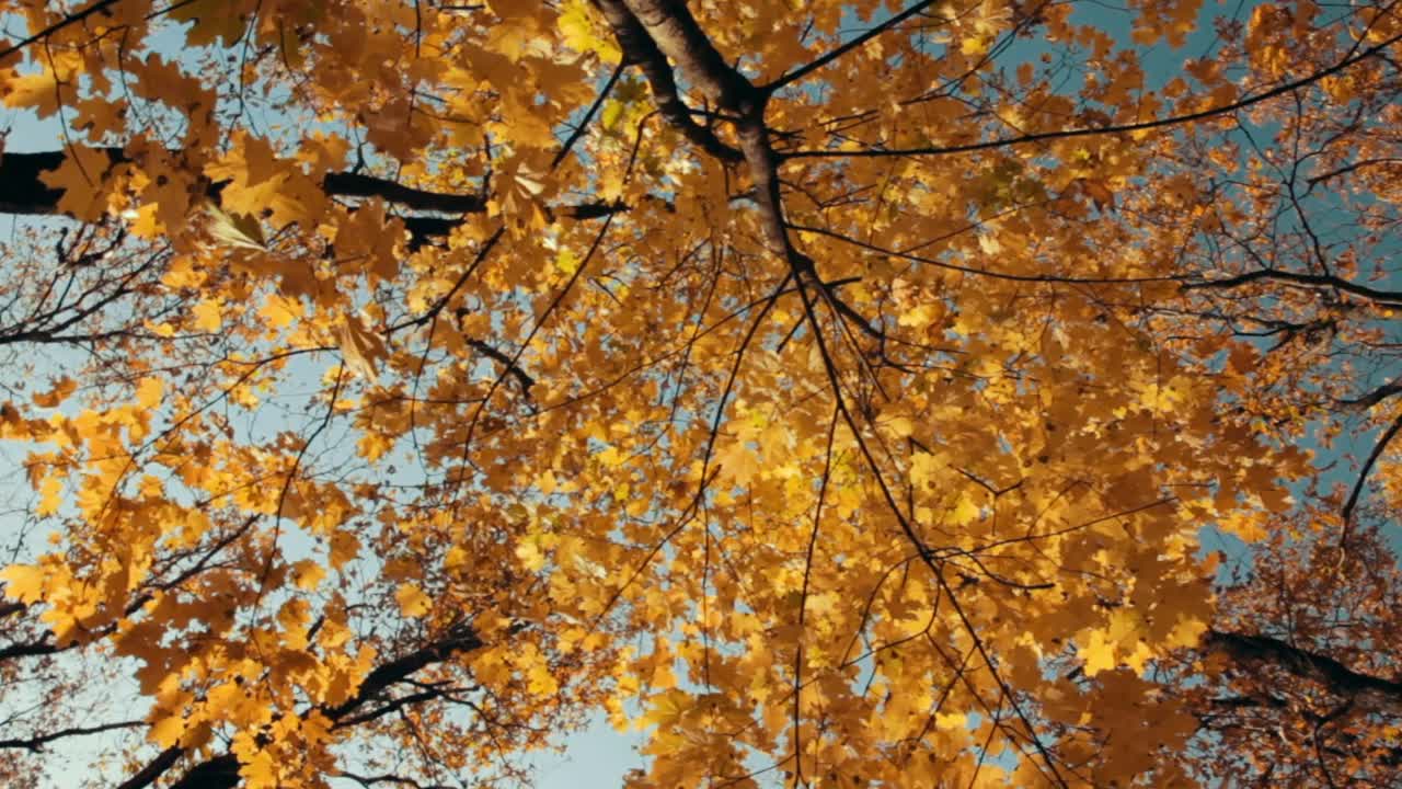 黄色的树叶映衬着蓝色的天空。自然秋天背景。树枝上的季节性树叶在风中摇曳。相机围绕自身旋转。视频素材