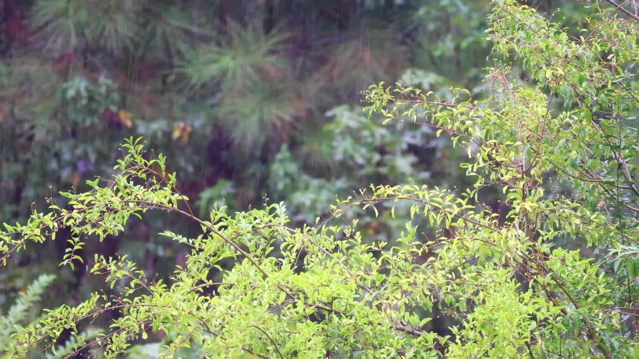 秋天的雨落在北卡罗莱纳的树林里视频素材