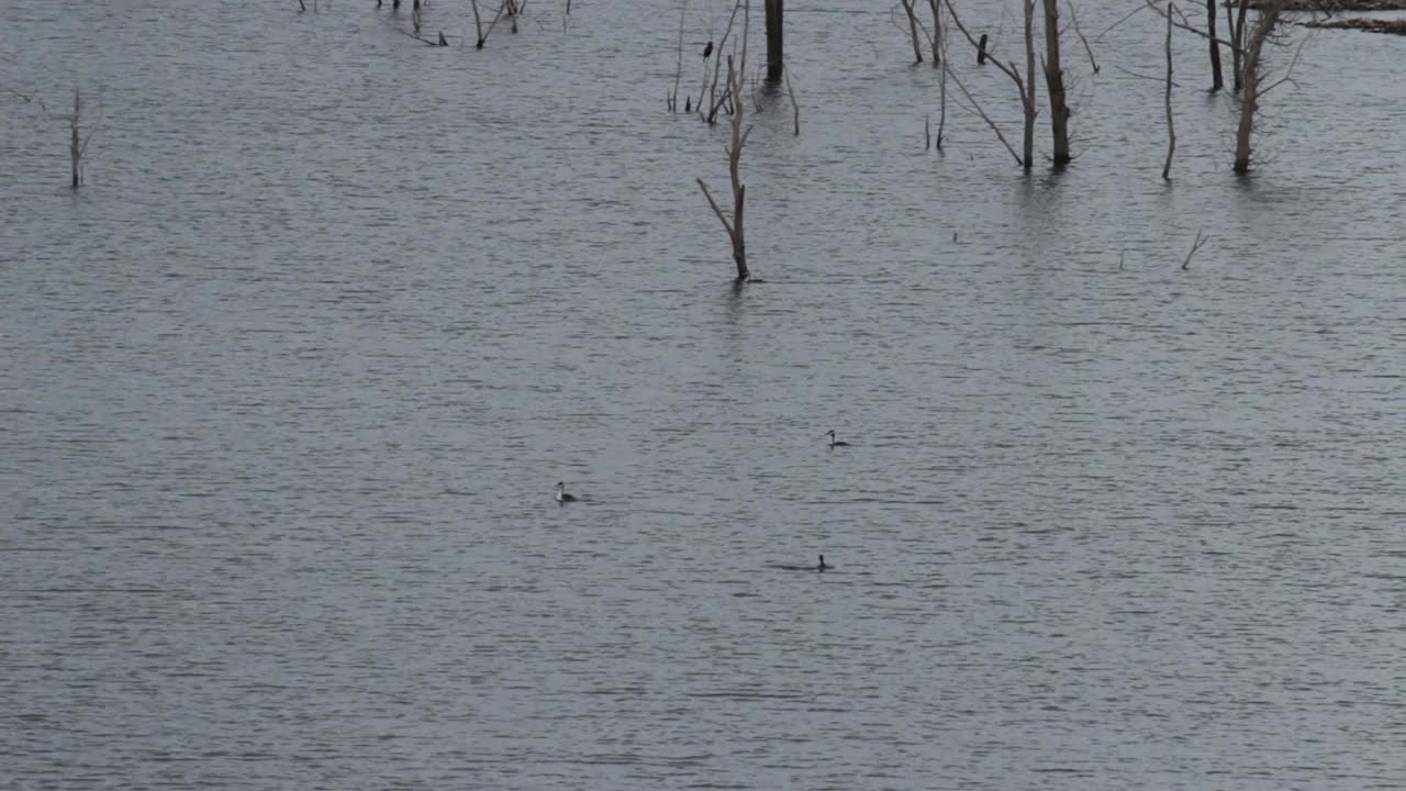 在人工湖里游泳和钓鱼的Grebes。喜湿森林，绿洲，世界自然基金会视频下载