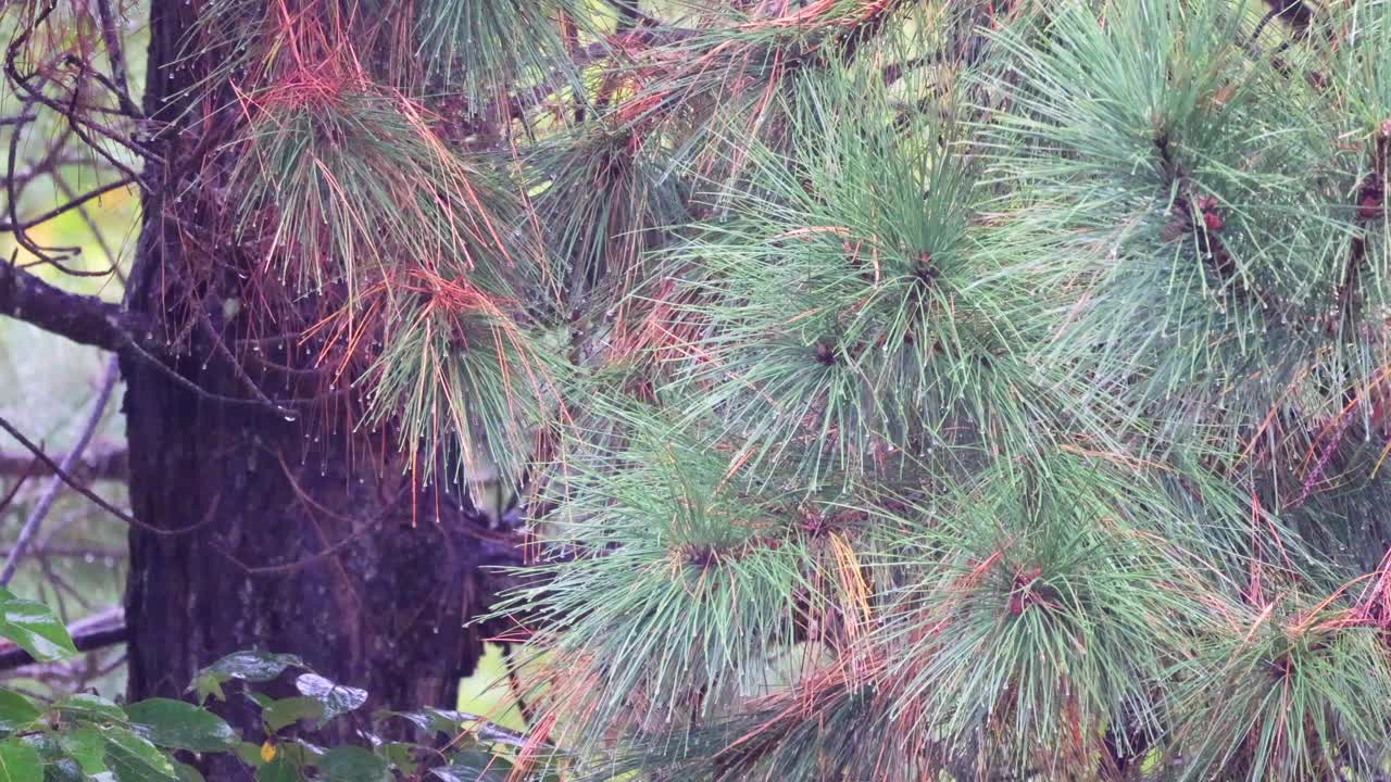 雨落在北卡罗莱纳州的针叶树上视频素材