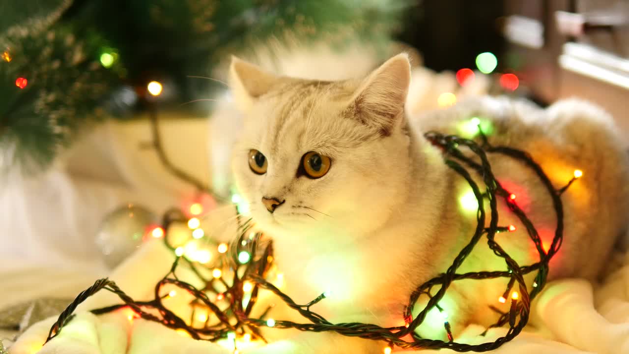 带着圣诞花环和金箔的苏格兰直猫视频素材