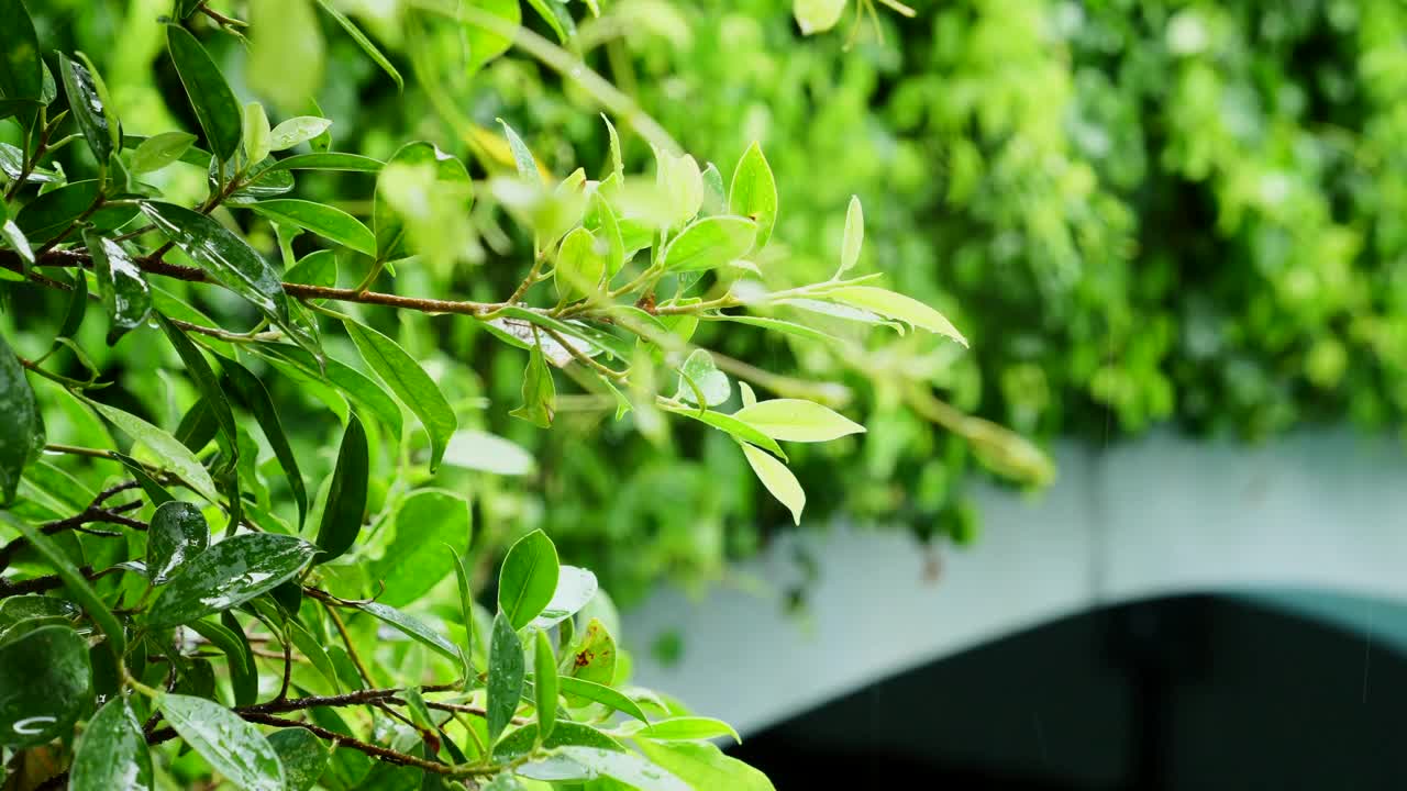 温暖季节的雨天。晴朗的夏日，细雨淅沥。雨季视频素材