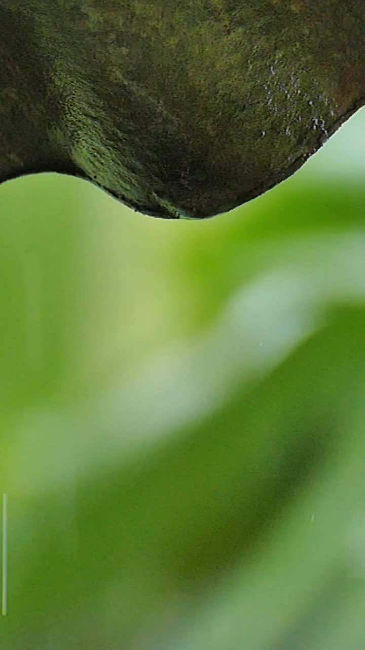 雨滴的缓慢运动视频素材