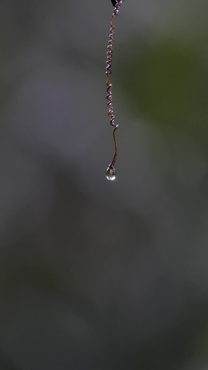 葡萄藤上的水滴在早晨。视频素材